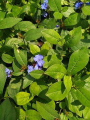 Ceratostigma