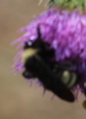 Bombus auricomus