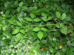 Rubus schleicheri