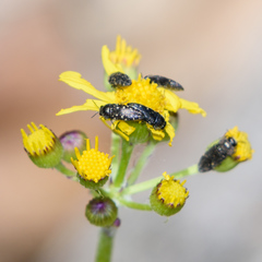 Acmaeodera ornatoides