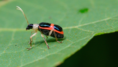 Paratriarius