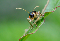 Paratriarius