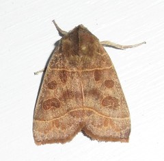 Ipimorpha pleonectusa