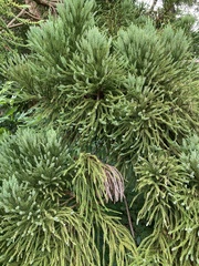 Cryptomeria