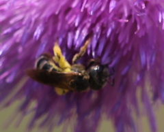 Halictus poeyi