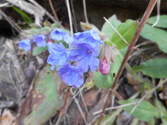 Pulmonaria vallarsae