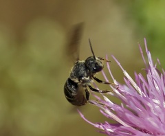 Stelis punctulatissima