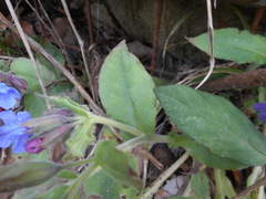 Pulmonaria vallarsae