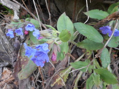 Pulmonaria vallarsae