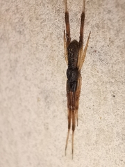 Episinus truncatus