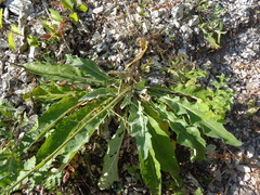 Centaurea scabiosa adpressa