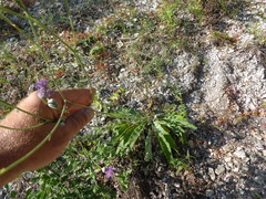 Centaurea scabiosa adpressa