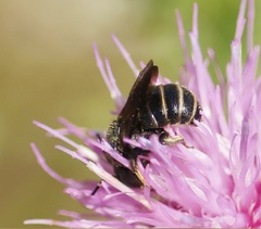Stelis punctulatissima