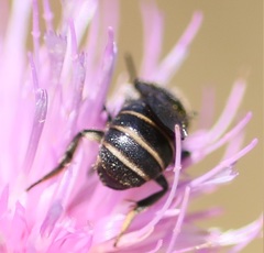 Stelis punctulatissima