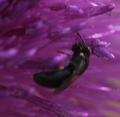 Hylaeus modestus