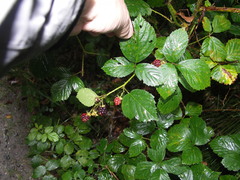 Rubus sorbicus