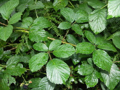 Rubus sorbicus