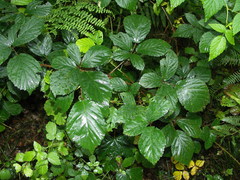 Rubus sorbicus
