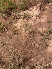 Atriplex littoralis