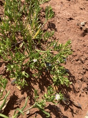 Atriplex littoralis