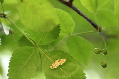 Dichocrocis