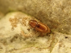 Ennearthron cornutum