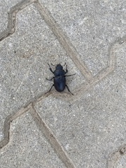 Lucanus