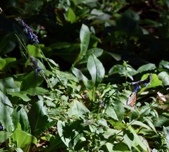 Salvia helianthemifolia