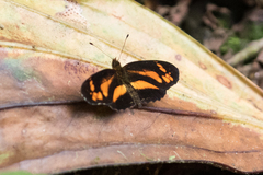 Castilia eranites