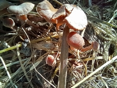 Naucoria subconspersa