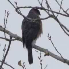 Accipiter cooperii