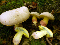 Butyriboletus fechtneri