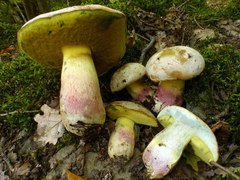 Butyriboletus fechtneri