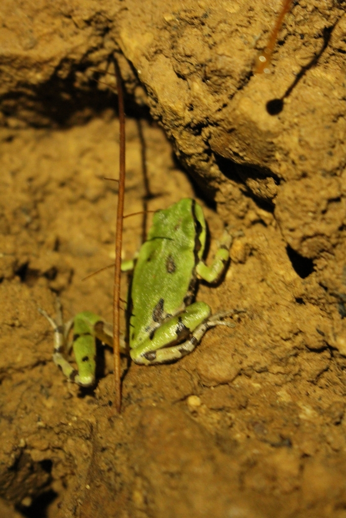 Wright's Mountain Treefrog