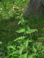 Cirsium carniolicum