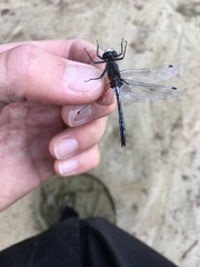 Leucorrhinia glacialis
