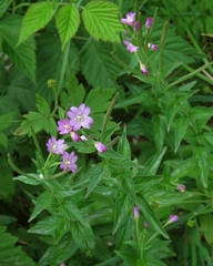 Epilobium alpestre