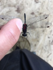 Leucorrhinia glacialis