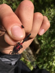 Leucorrhinia glacialis