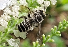 Megachile texana