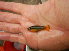 Xiphophorus variatus