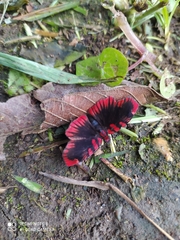 Haemactis sanguinalis