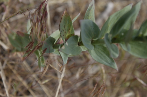 Balkan toadflax