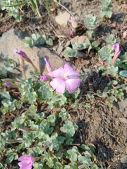 Epilobium obcordatum