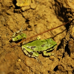 Hyla wrightorum