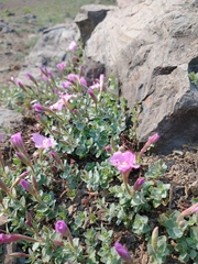 Epilobium obcordatum