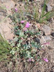 Epilobium obcordatum