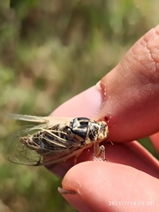 Cicadatra platyptera