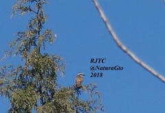 Pitangus sulphuratus