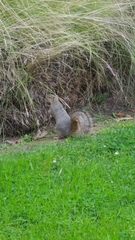 Sciurus niger